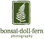 bonsai doll fern